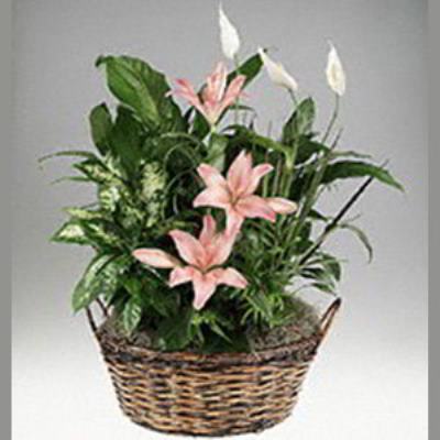Boonton Florist | Lily Garden