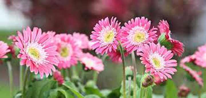 Boonton Florist | Flowers